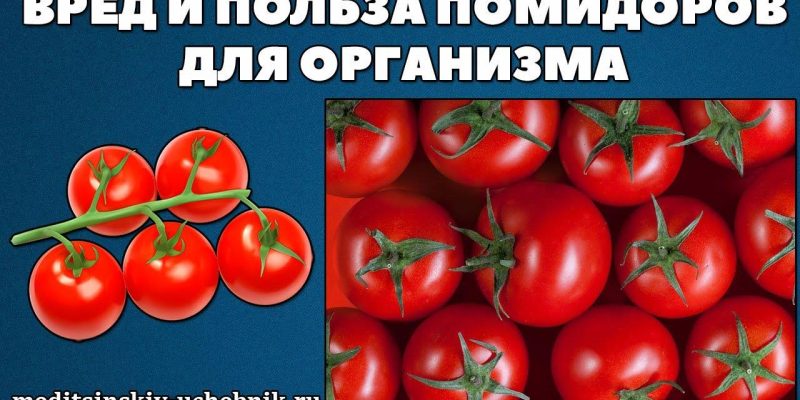 Чем полезны помидоры для организма?