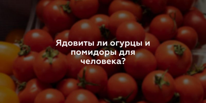 Ядовиты ли огурцы и помидоры для человека?