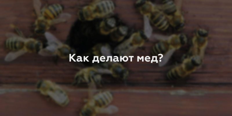 Как делают мед?