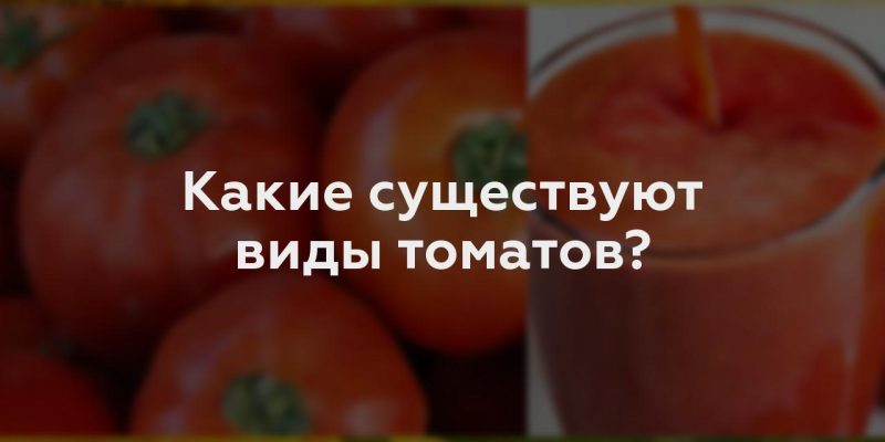 Какие существуют виды томатов?