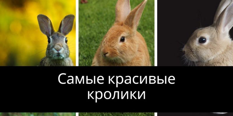Лечение насморка у кроликов народными средствами